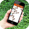 Ants on screen funny joke APK