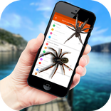 Spider in Phone Funny Joke