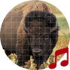 Buffalo and Bison sounds ~ Sboard.pro APK