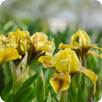 Iris Flowers Live Wallpaper FREE APK