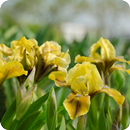 Iris Flowers Live Wallpaper FREE APK