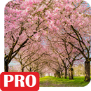 Spring Cherry Blossom Live Wal APK