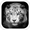 White tiger coolness theme APK