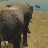 Ataque de elefante selvagem da selva