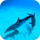 Wild Dolphins Video Wallpaper