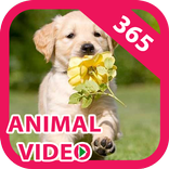 Animal Clip