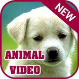 Hot Animal Clip
