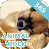 Animal Video