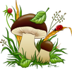 Грибы APK