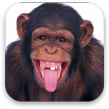 3D Monkey Live Wallpaper