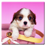 Dog and Cute Puppy Wallpaper