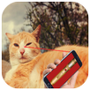Best Laser pointer for Cats Prank APK