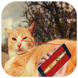 Best Laser pointer for Cats Prank