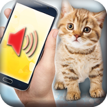 Cat translator - prank