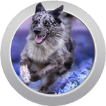 Dog Sounds