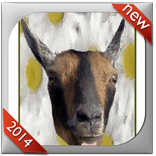Talking Goat - Goat Sounds