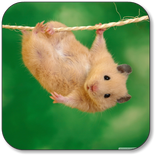 ”Hamster  Wallpaper