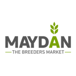 Maydan