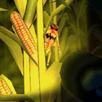 Cornbabies: The Game APK