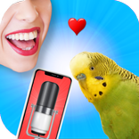 Bird Translator Simulator
