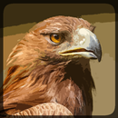 Eagle Hunting Journey aplikacja