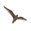 পাখি (The bird) APK