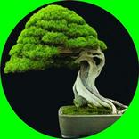 盆景樹