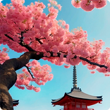 Sakura Flower HD Wallpapers