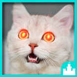 Silly Cat Sounds