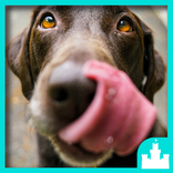 Silly Dog Sounds