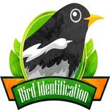 Bird Identification