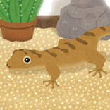 Gecko Pet