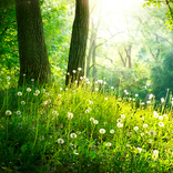 Forest Live Wallpaper