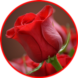 Flowers And Roses Animated GIF