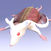 Mouse Dissection AR ikon