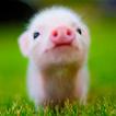 Mini Pig Wallpapers آئیکن