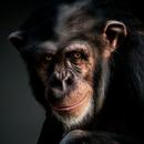 APK Monkey Wallpapers
