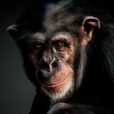 Fonds d'écran de singe APK