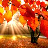 Autumn Wallpapers