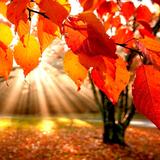 शरद ऋतु वॉलपेपर APK