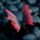 APK Butterfly Wallpapers