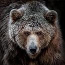 APK Bear Wallpapers