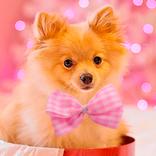 かわいい壁紙