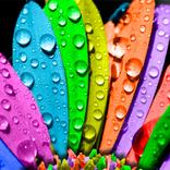 Wallpaper Berwarna HD