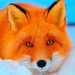 Fox Wallpapers ikona