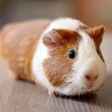 Fonds d'écran cochon d'Inde APK