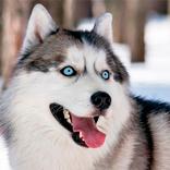 ハスキー犬の壁紙