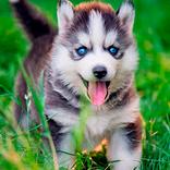 ハスキーの子犬の壁紙