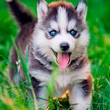 Fonds d'écran Chiots Husky APK