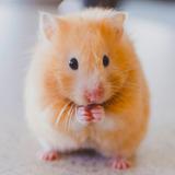 Fonds d'écran de Hamster APK